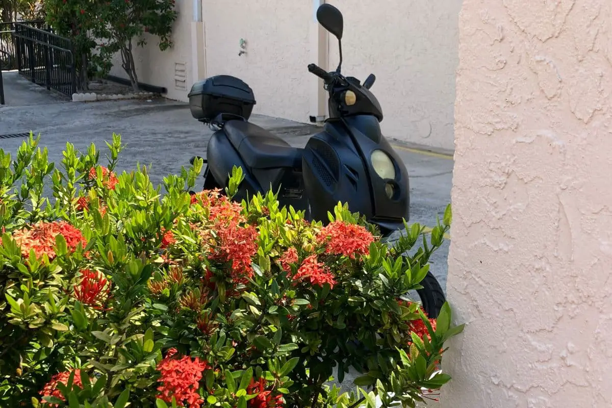 Read more about the article Scooter Vibes on Vacation